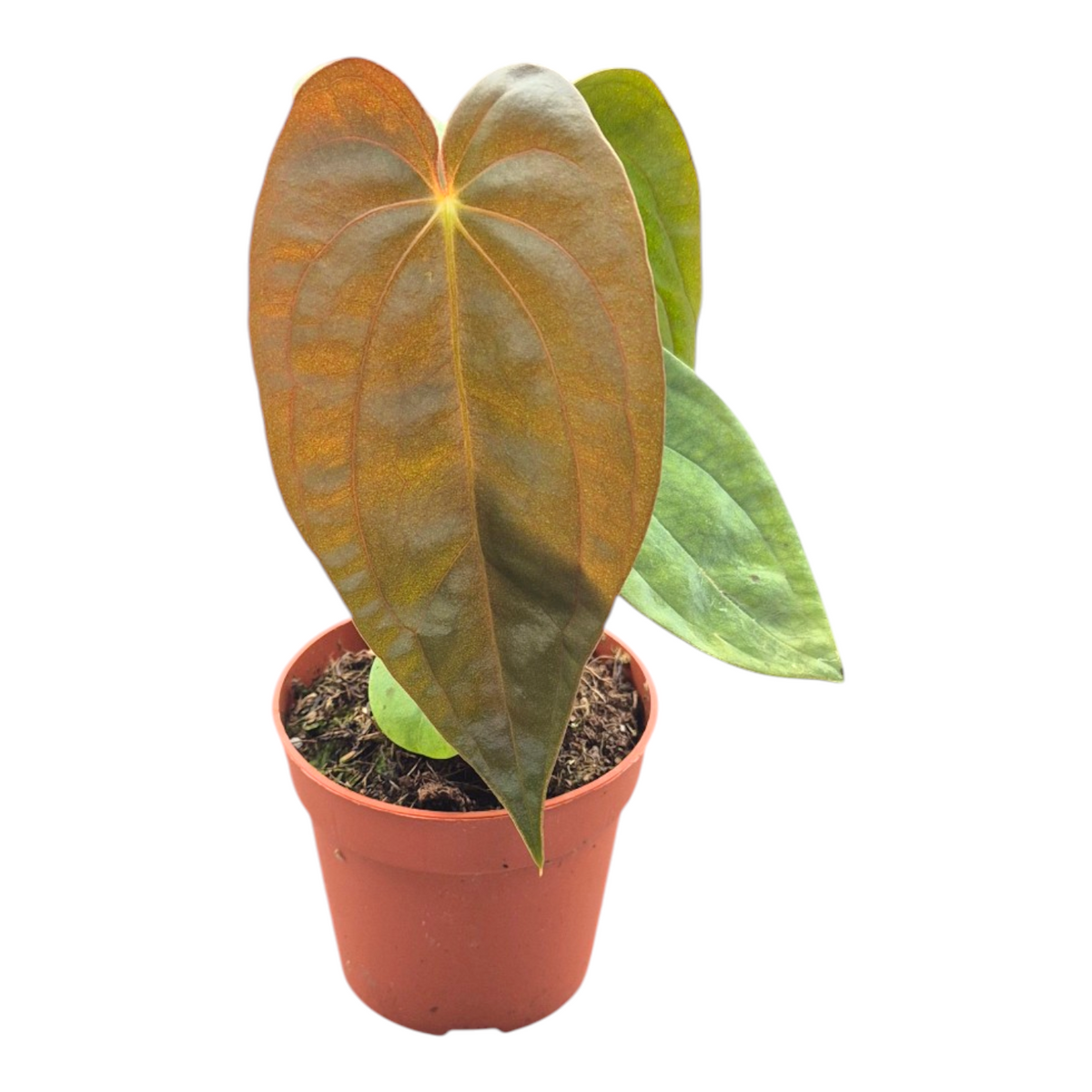 Anthurium andraeanum 15cm 7cm Pot