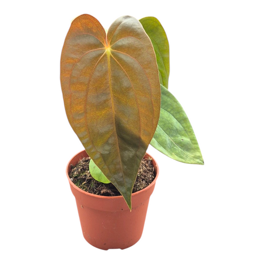 Anthurium andraeanum 15cm 7cm Pot