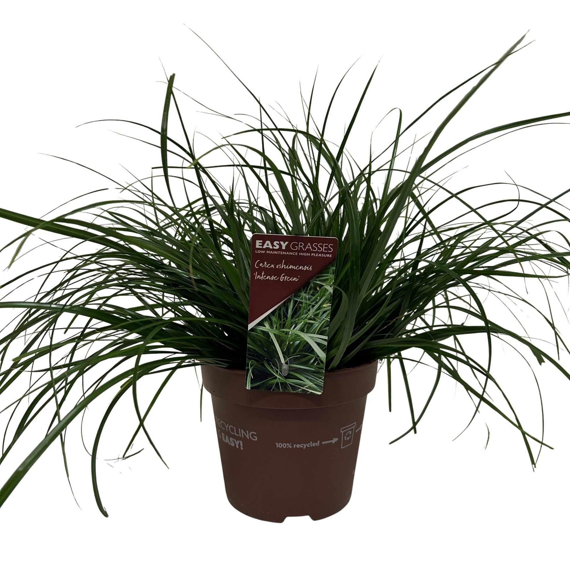 Allure Tuinplanten BV i.o. Carex oshimensis Pack of 6