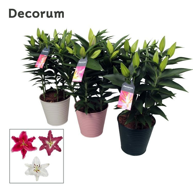 Lilium oriental mix 50cm 20cm Pot