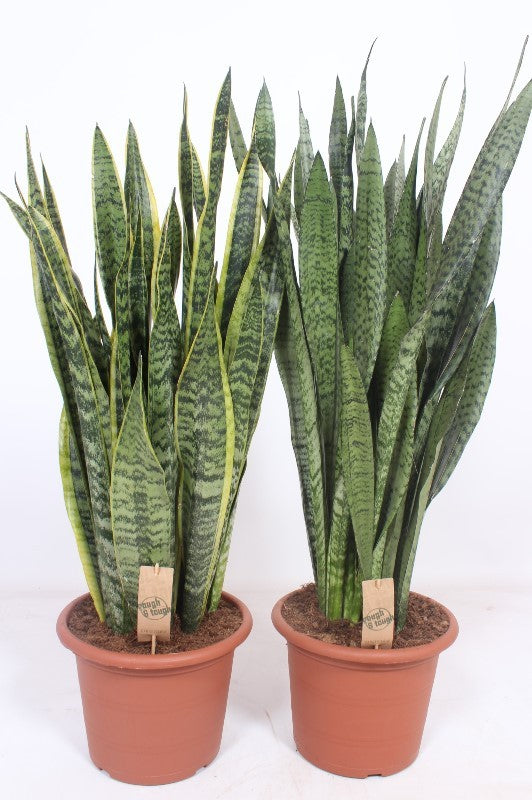 Sansevieria trifasciata 90cm 30cm Pot