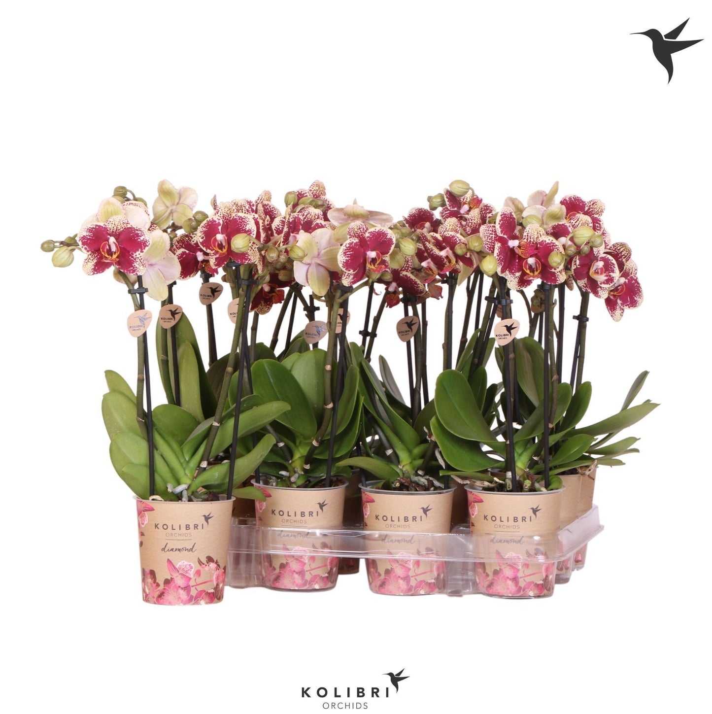 OK Plant Kolibri Orchids Phalaenopsis Diamond 2 spike Pack of 12