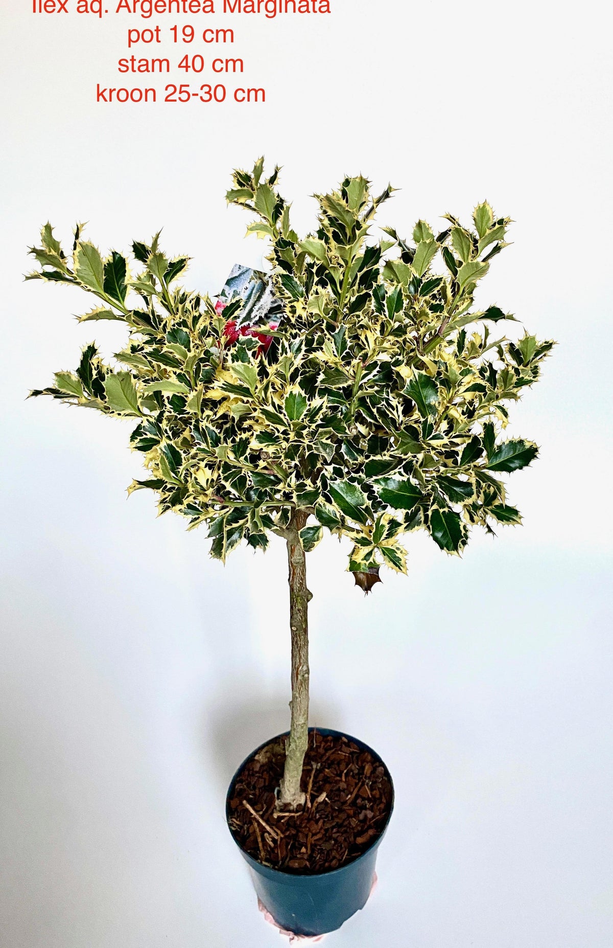 Ilex Argentea Marginata 120cm 19cm Pot