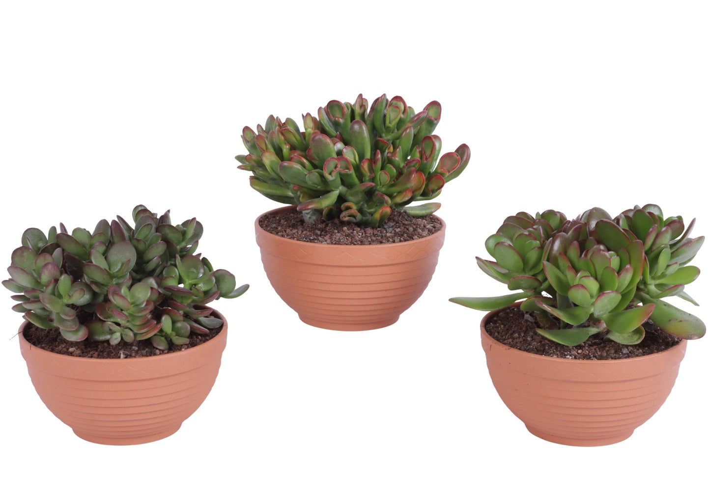 Crassula hybrid 25cm 17cm Pot