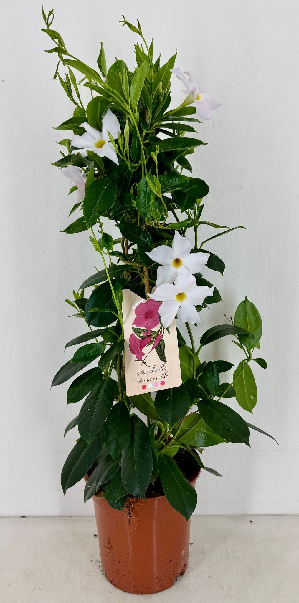 Mandevilla Rio White 70cm 19cm Pot