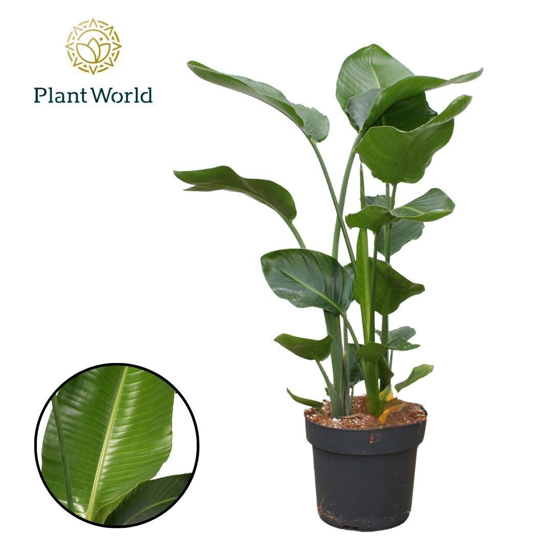 Strelitzia nicolai 100cm 24cm Pot