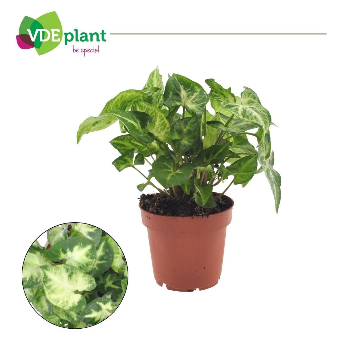 VDE plant BV Syngonium Pixie Pack of 8