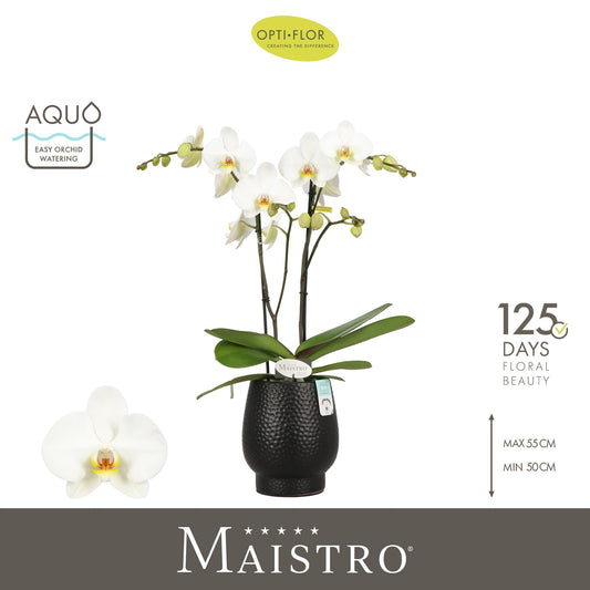 phalaenopsis-maistro-beethoven-60cm-12cm-pot