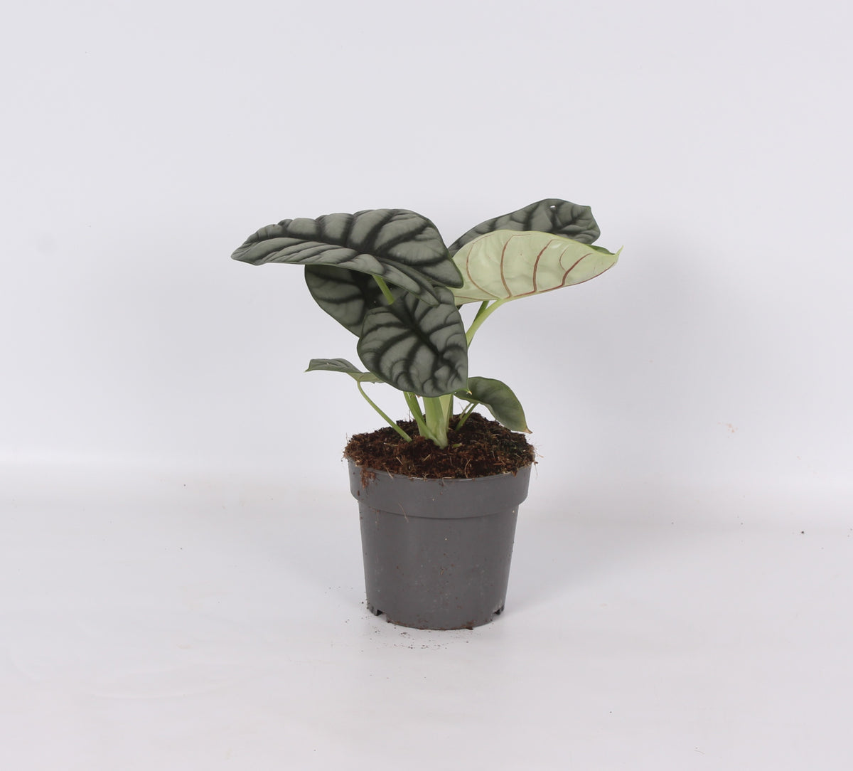 Alocasia Silver Dragon 30cm 14cm Pot
