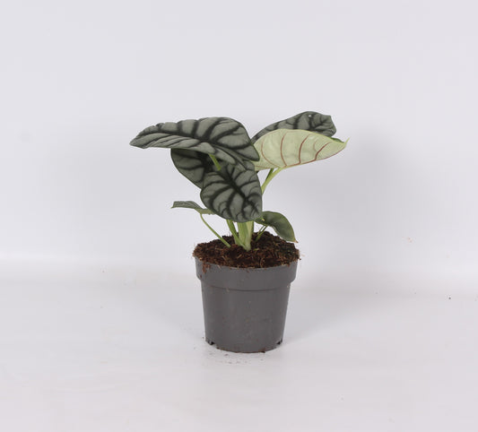 Alocasia Silver Dragon 30cm 14cm Pot