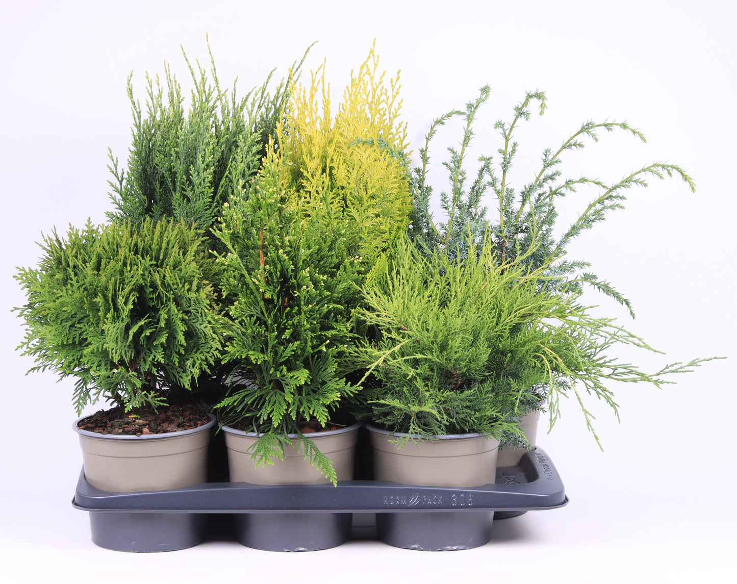 Conifer mix 50cm 17cm Pot