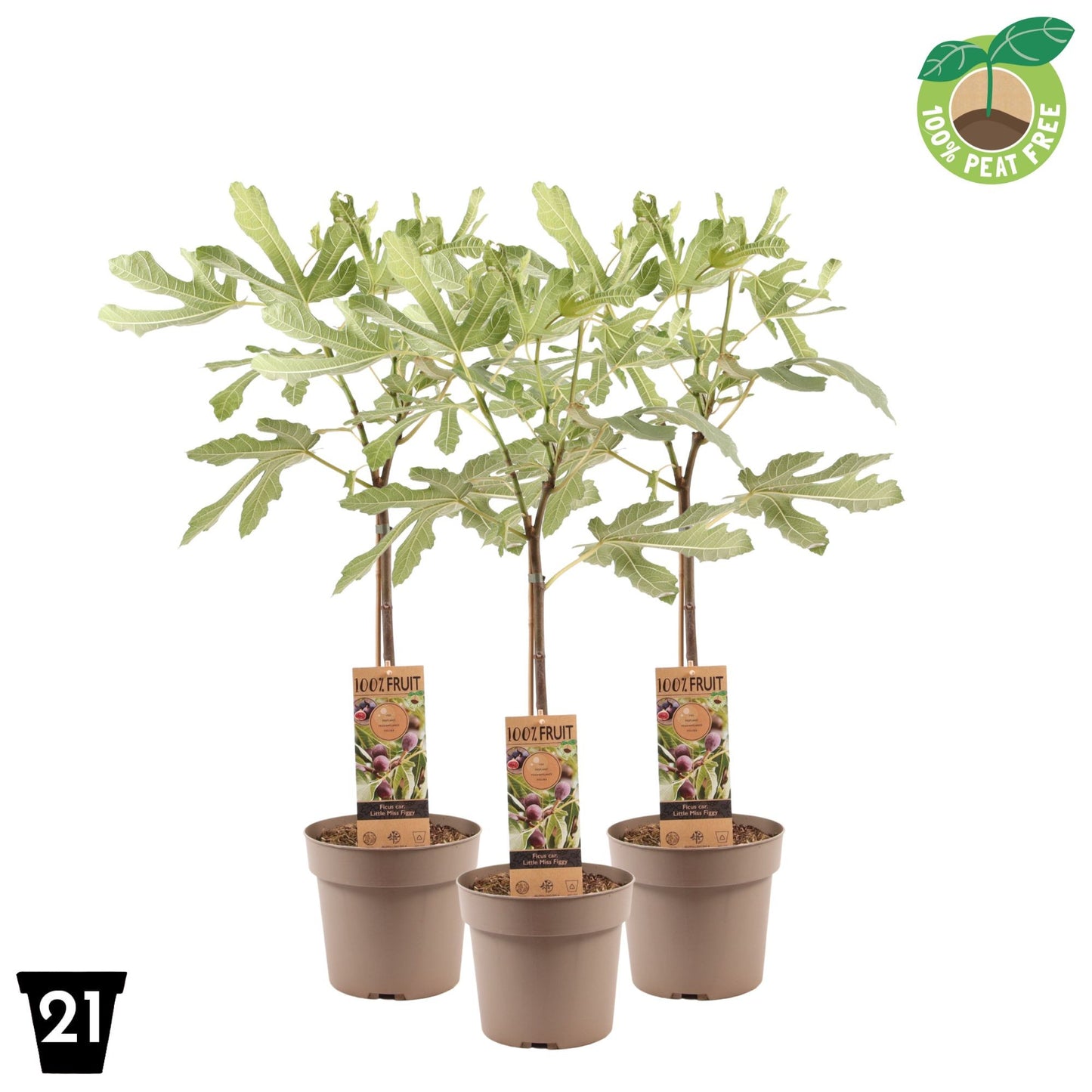 Ficus carica ("Fig")  Little Miss Figgy 100cm 21cm Pot