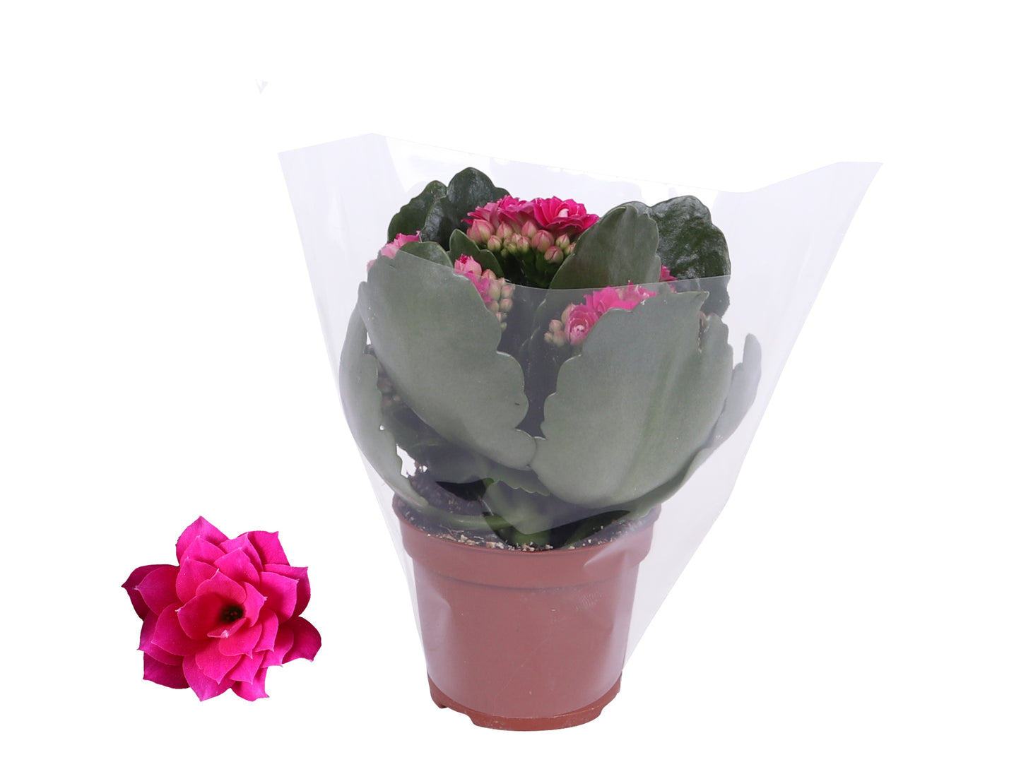 Kalanchoe Rosalina Don Victorio 12cm 6cm Pot