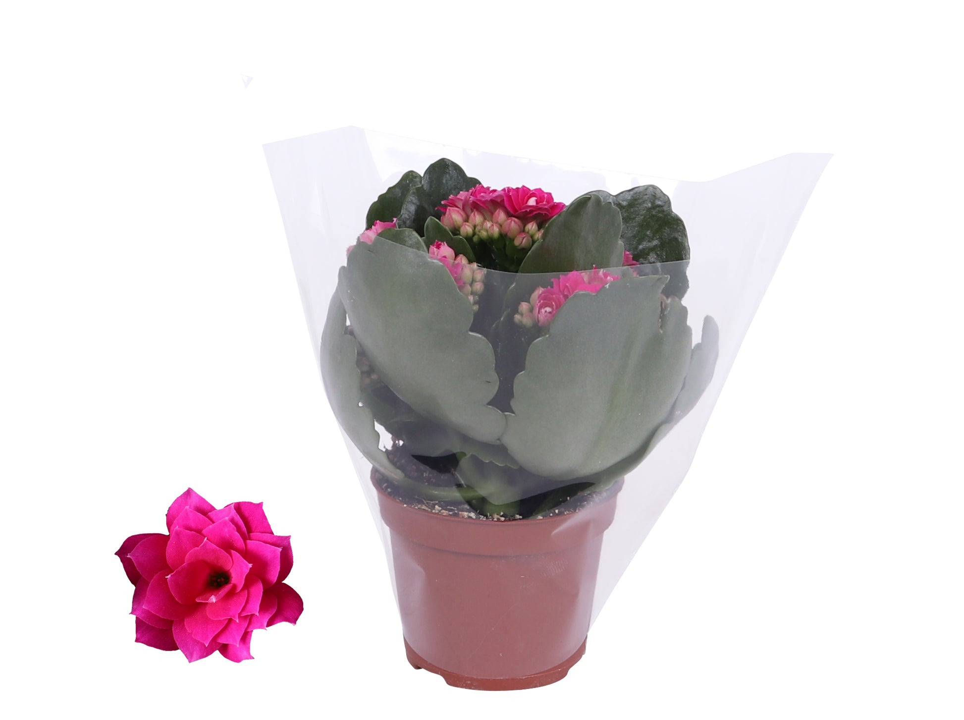 Kalanchoe Rosalina Don Victorio 12cm 6cm Pot