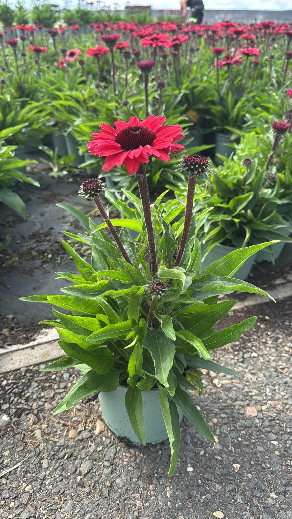 Woudenberg, VOF Gebr. van Echinacea pur. Red Pack of 1