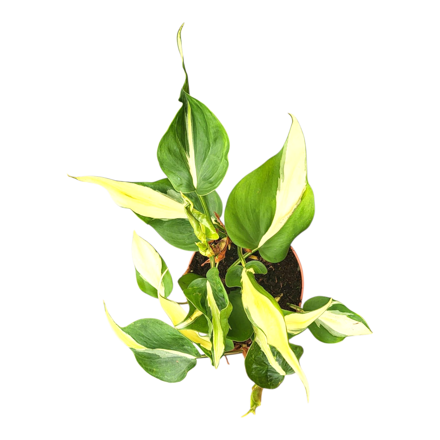 Philodendron scandens 15cm 12cm Pot