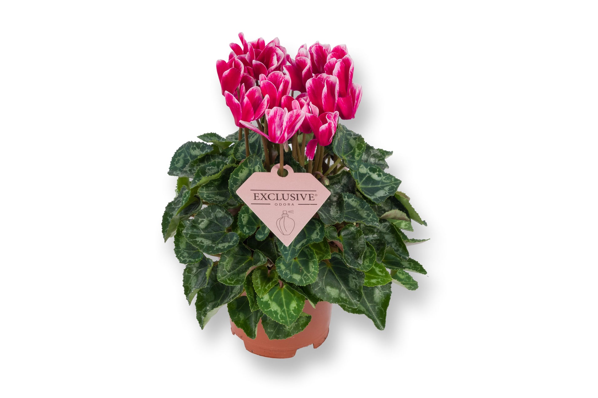 Bergcamp, kwekerij Cyclamen Odora Pack of 8