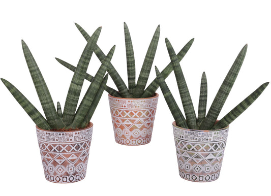 Sansevieria cyl. Handshake 45cm 14cm Pot