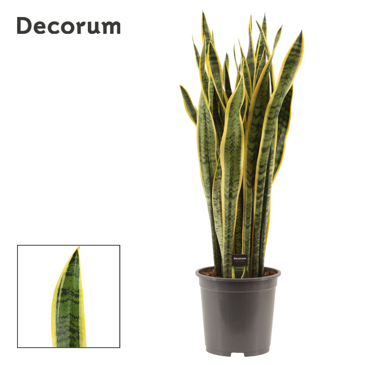 Sansevieria Laurentii 105cm 27cm Pot