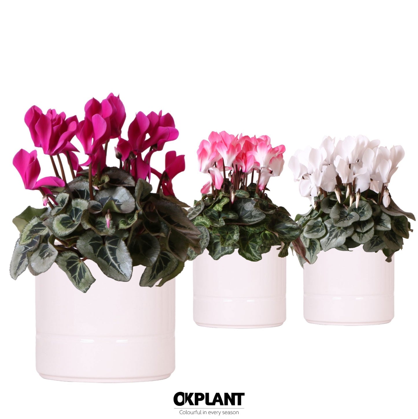 Cyclamen midi 25cm 12cm Pot