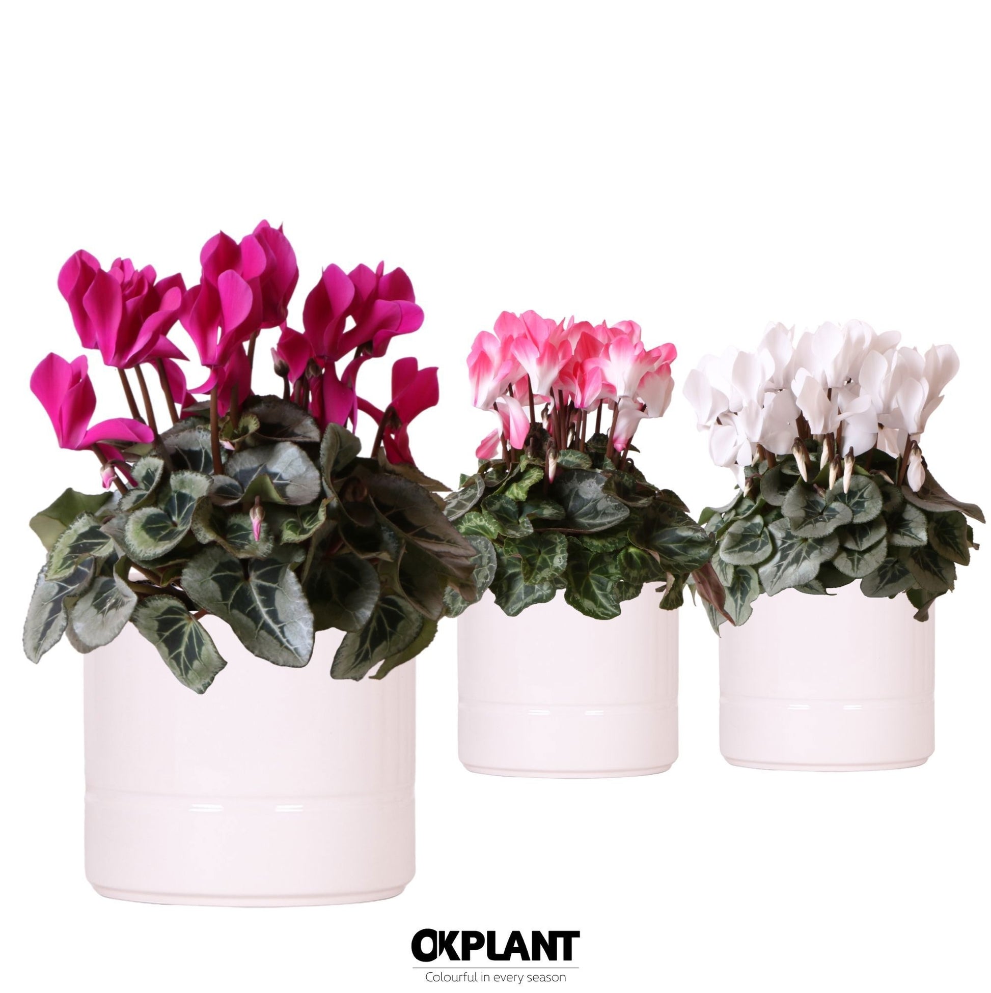 Cyclamen midi 25cm 12cm Pot