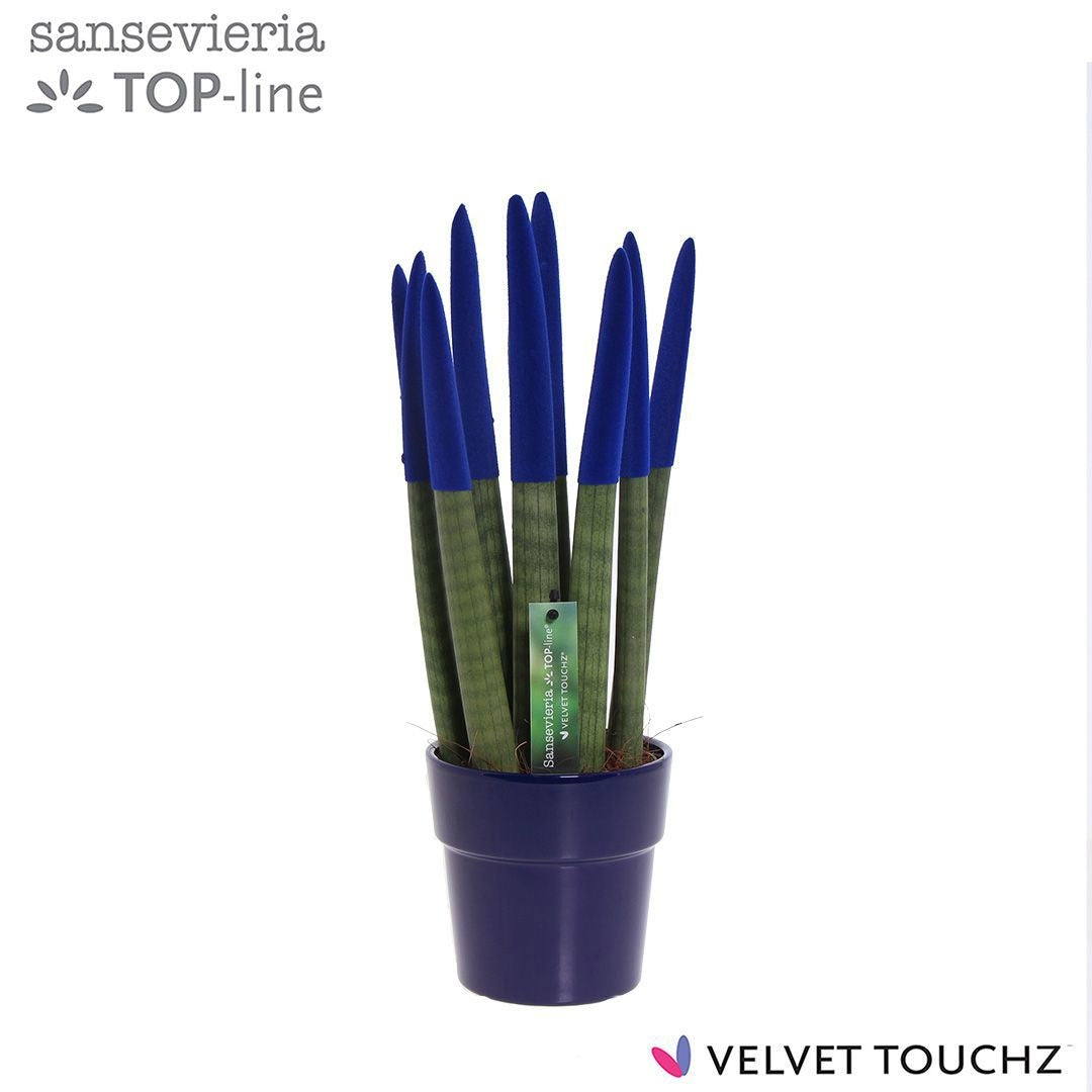 Sansevieria cylindrica 40cm 12cm Pot