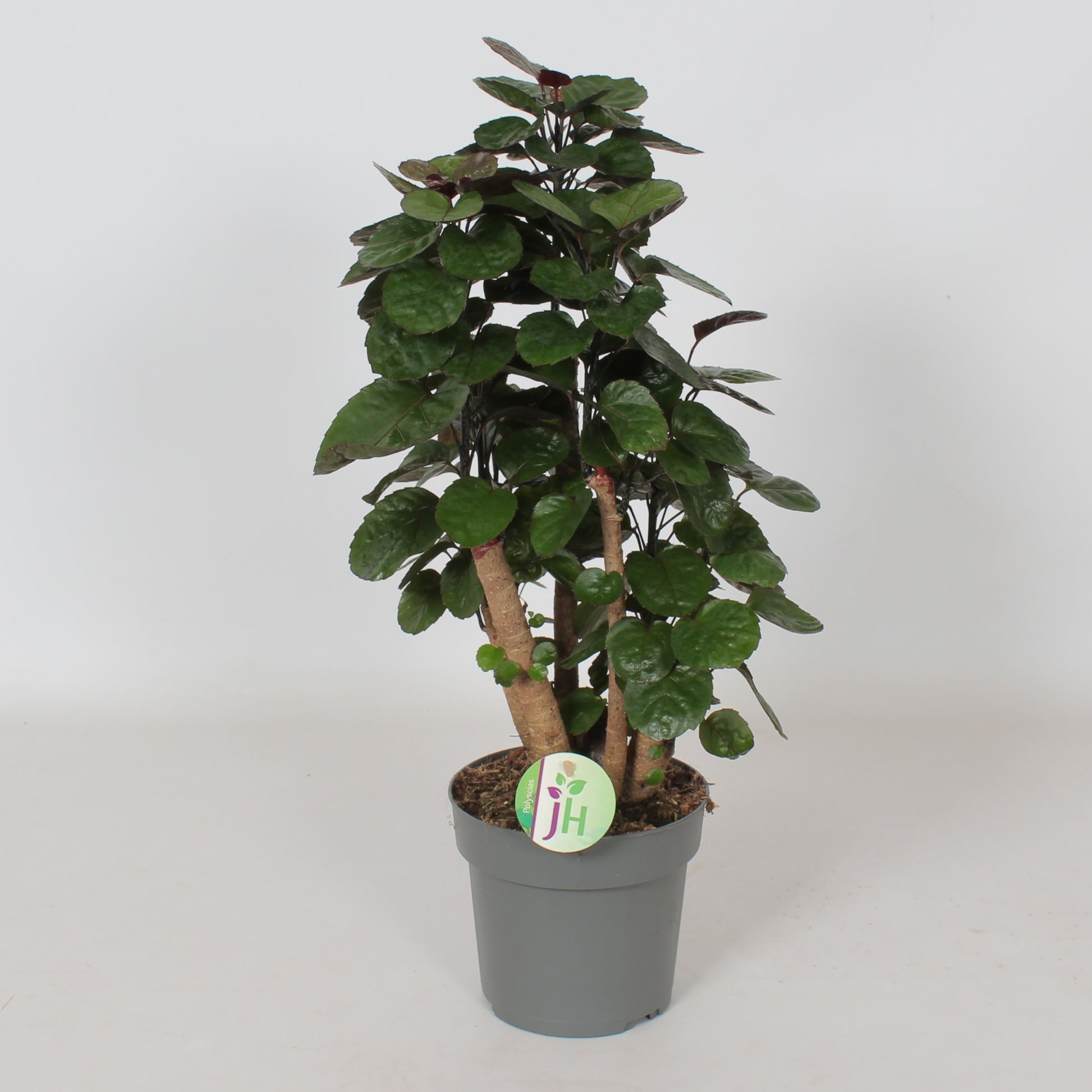 Heijnen Potplanten, J. Polyscias Fabian Pack of 6