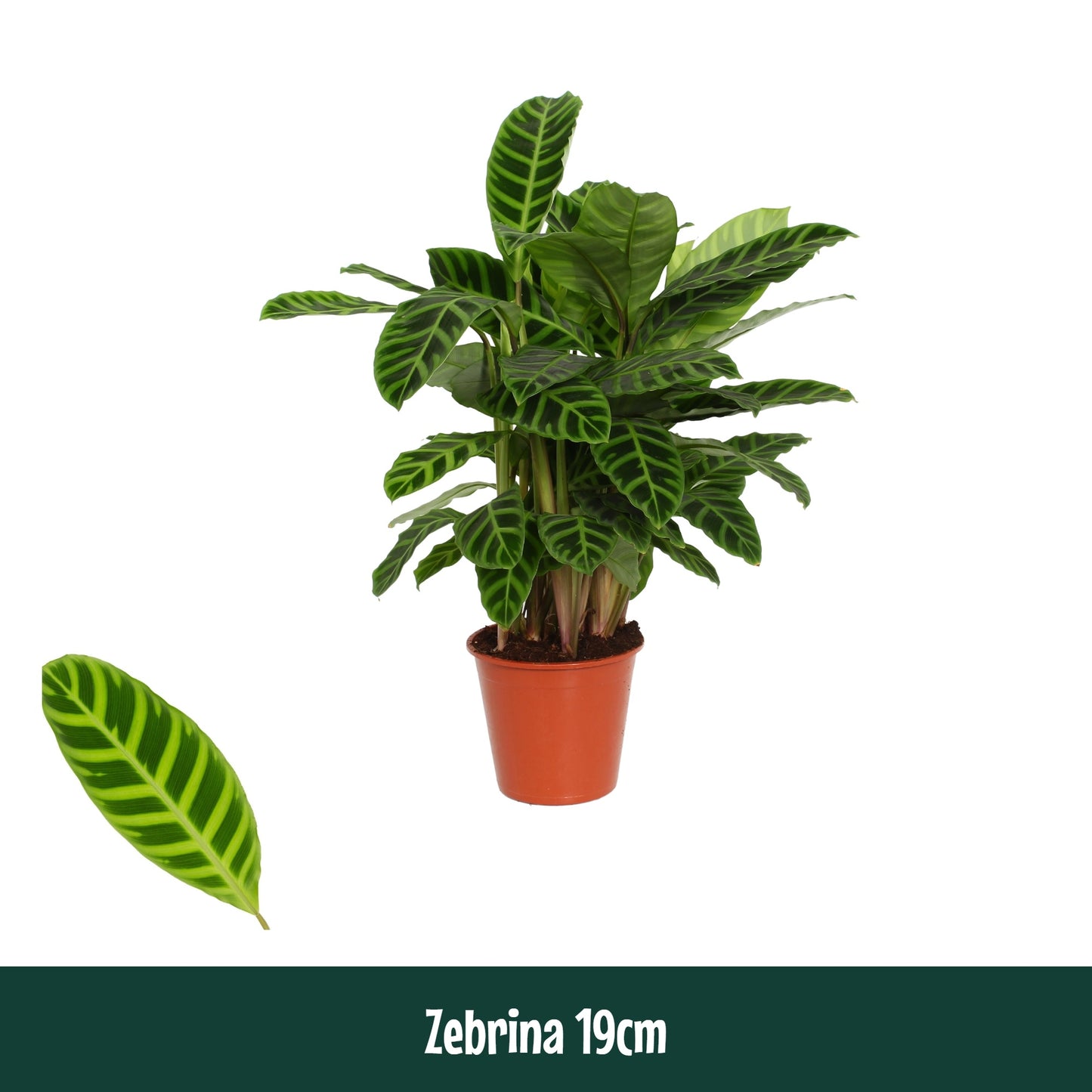 Calathea zebrina 75cm 19cm Pot