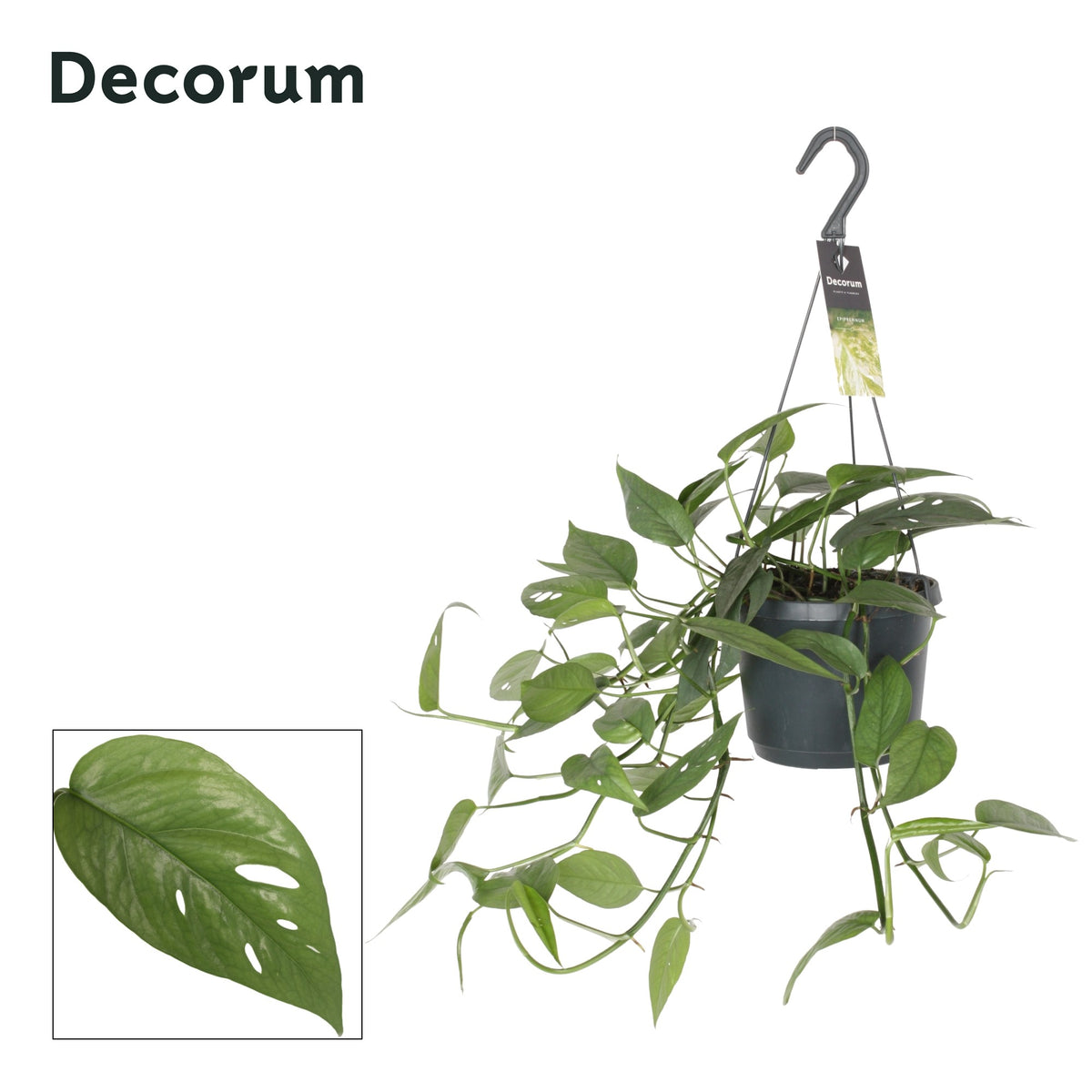 Epipremnum pinnatum Cebu Blue 30cm 17cm Pot