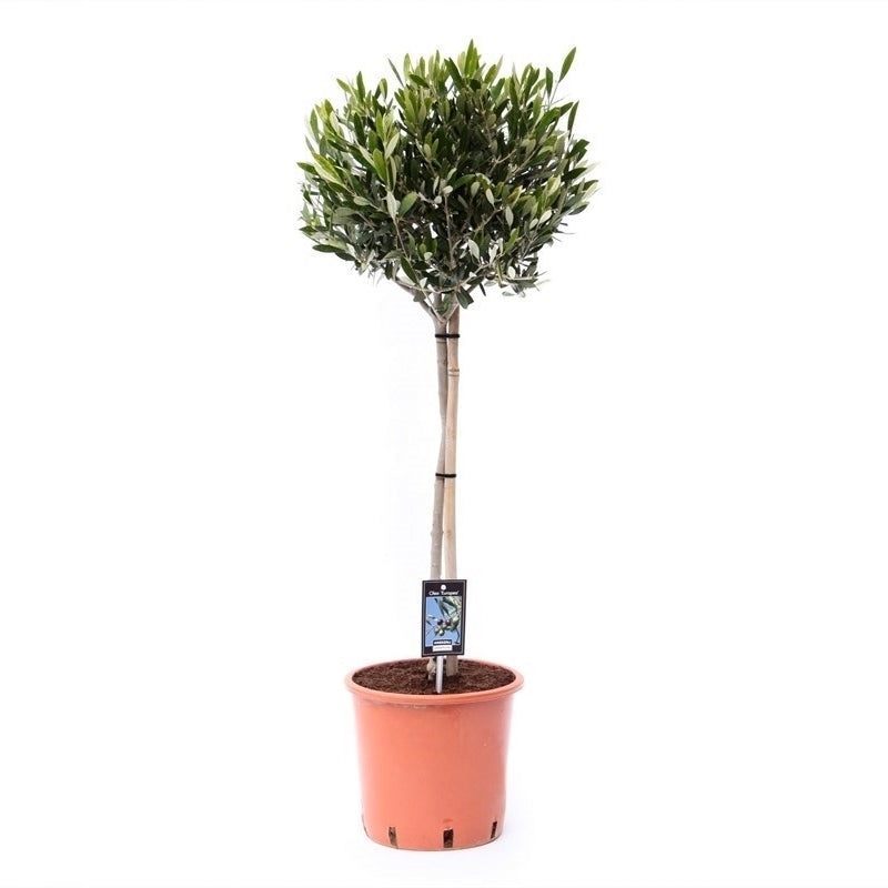 Olea europaea 100cm 22cm Pot
