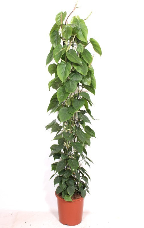 Philodendron scandens 160cm 27cm Pot