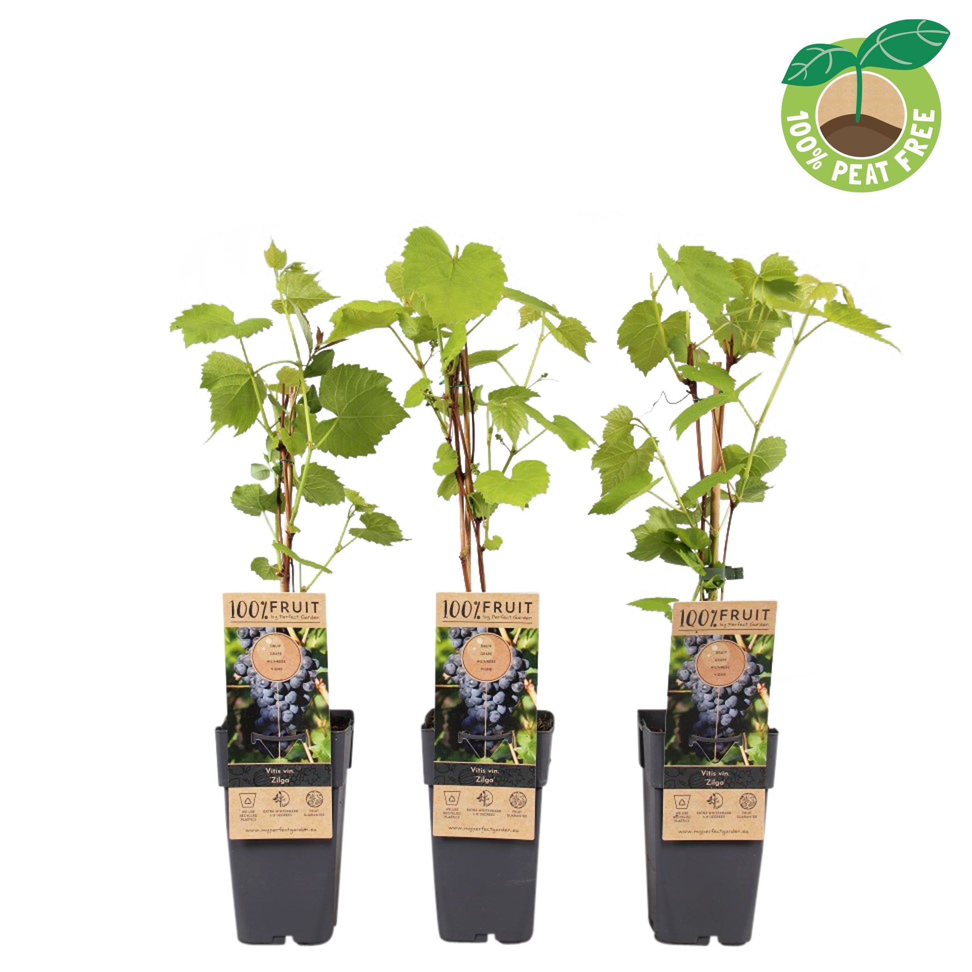Streng Growers B.V. Vitis vinifera Zilga (Black Grape) Pack of 10