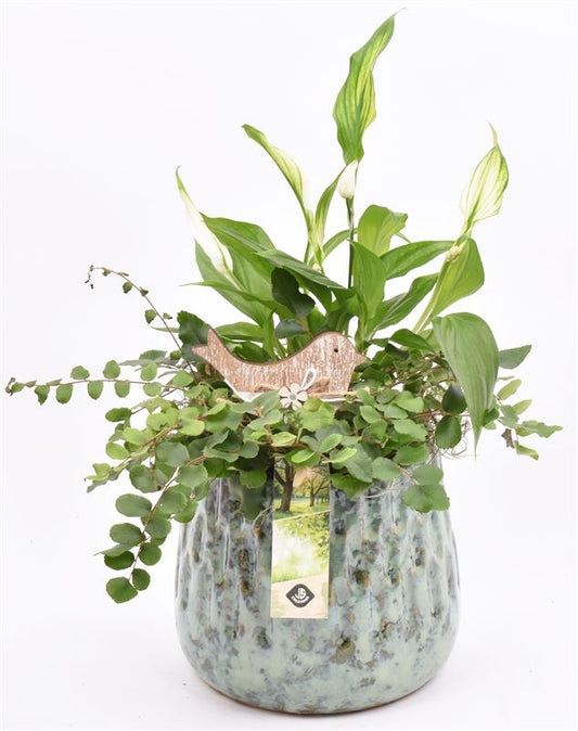 Indoor arrangement 14cm Pot