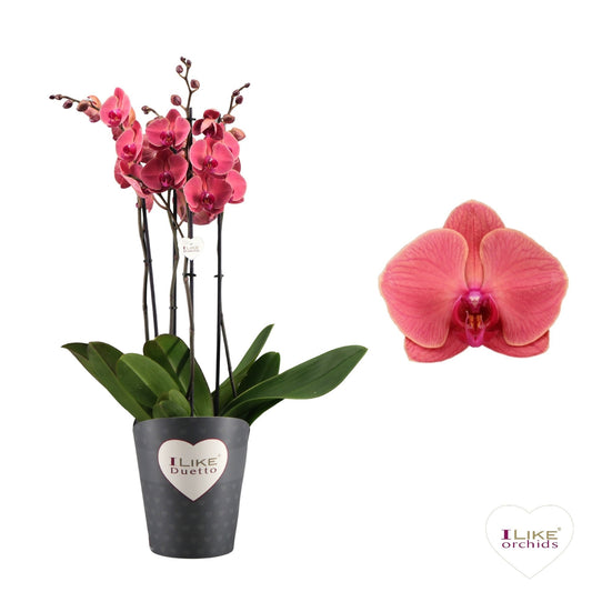 Phalaenopsis Asian Coral 70cm 17cm Pot