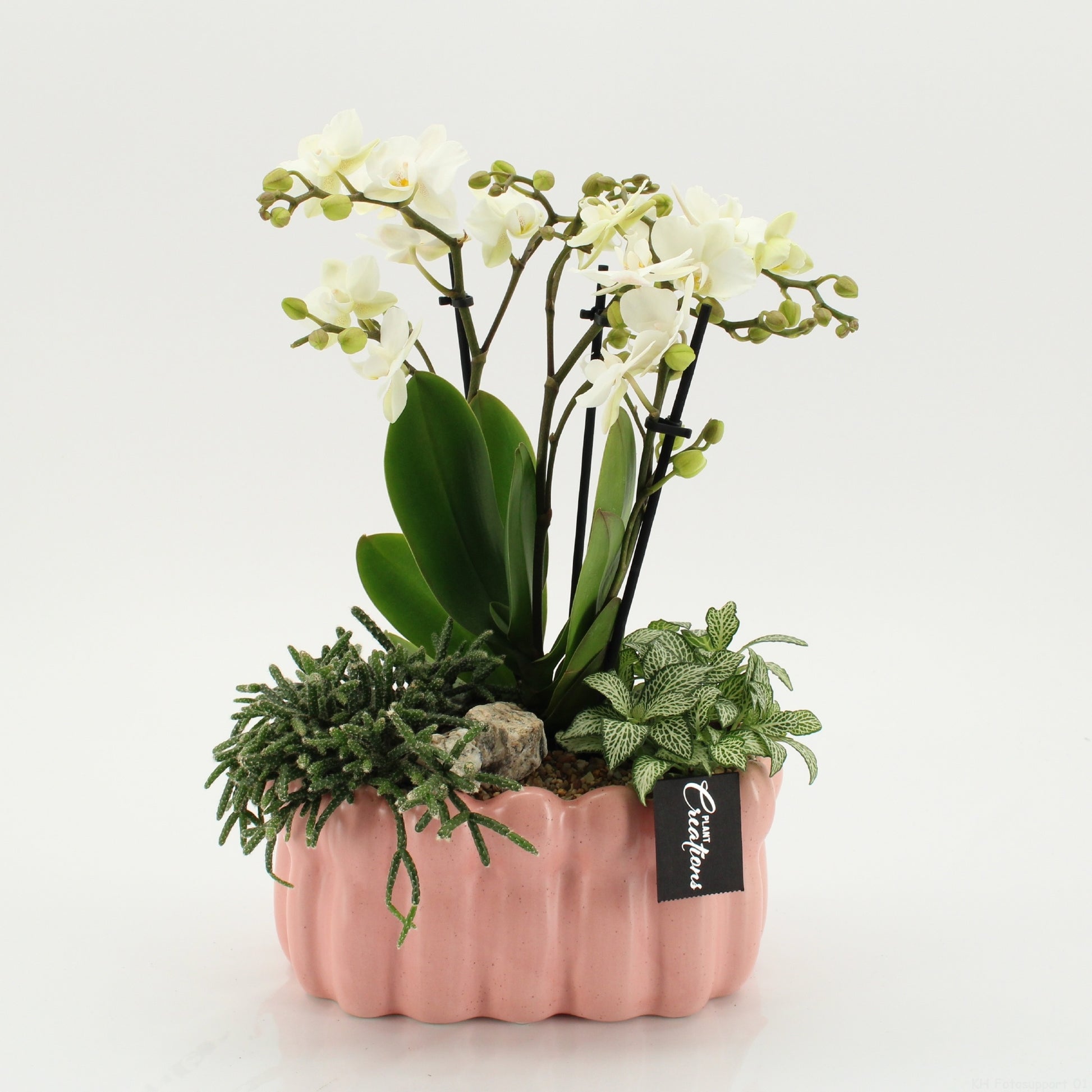 PHAL-2640W Phalaenopsis creatie 45cm 23cm Pot