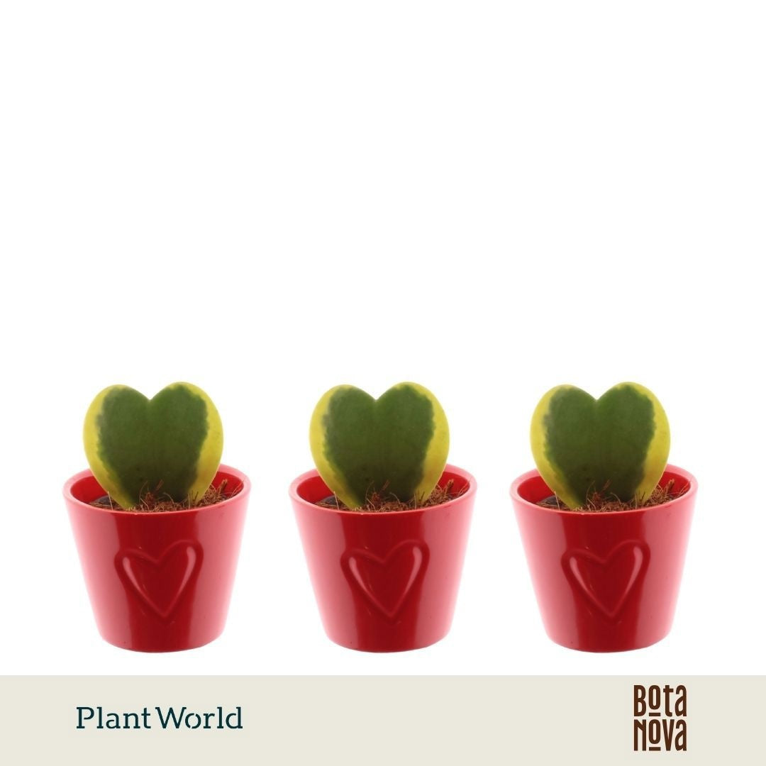 Hoya kerrii 13cm 7cm Pot