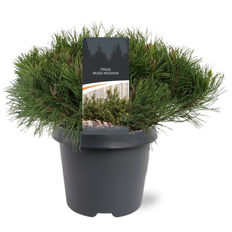 Pinus mugo Mughus 35cm 23cm Pot