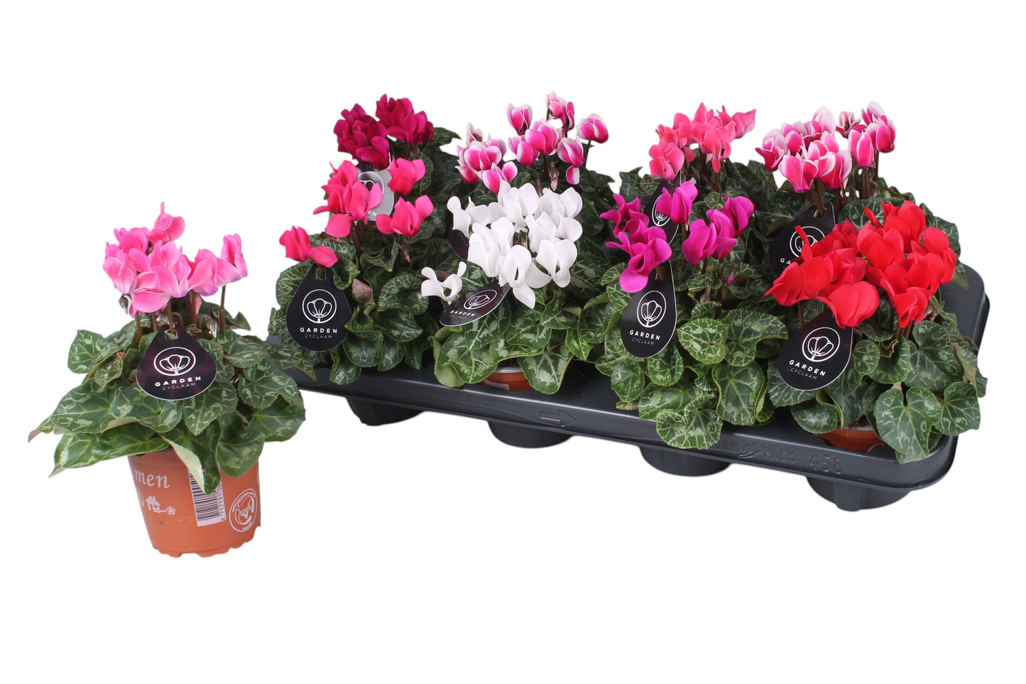 Zijl Geraniums ('s-gravenzande) Cyclamen Garden mix Pack of 8