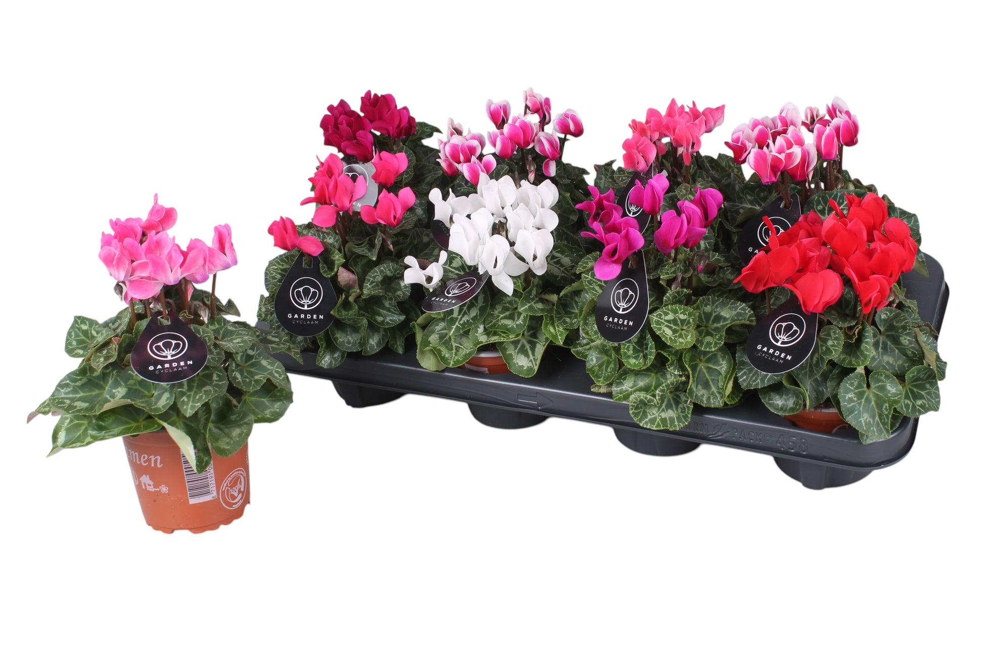 Zijl Geraniums ('s-gravenzande) Cyclamen Garden mix Pack of 8