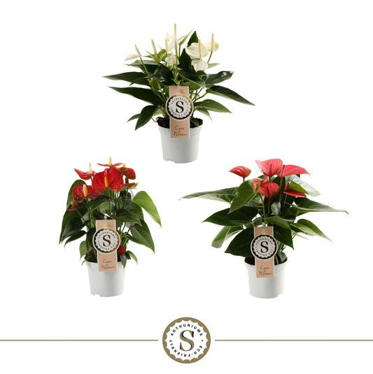 Anthurium mix 30cm 9cm Pot