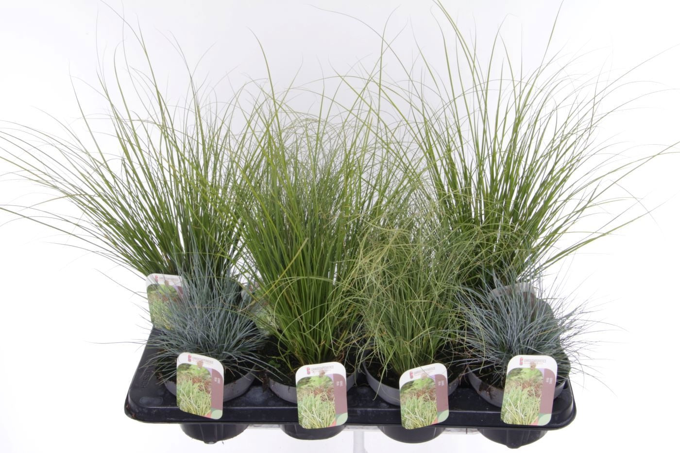 Noordpoel BV, Kw. de Miscanthus sinensis Pack of 8