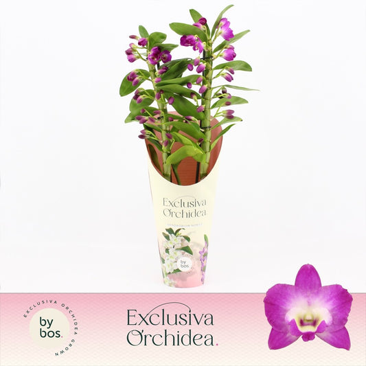 Dendrobium Akatsuki potcover 50cm 12cm Pot