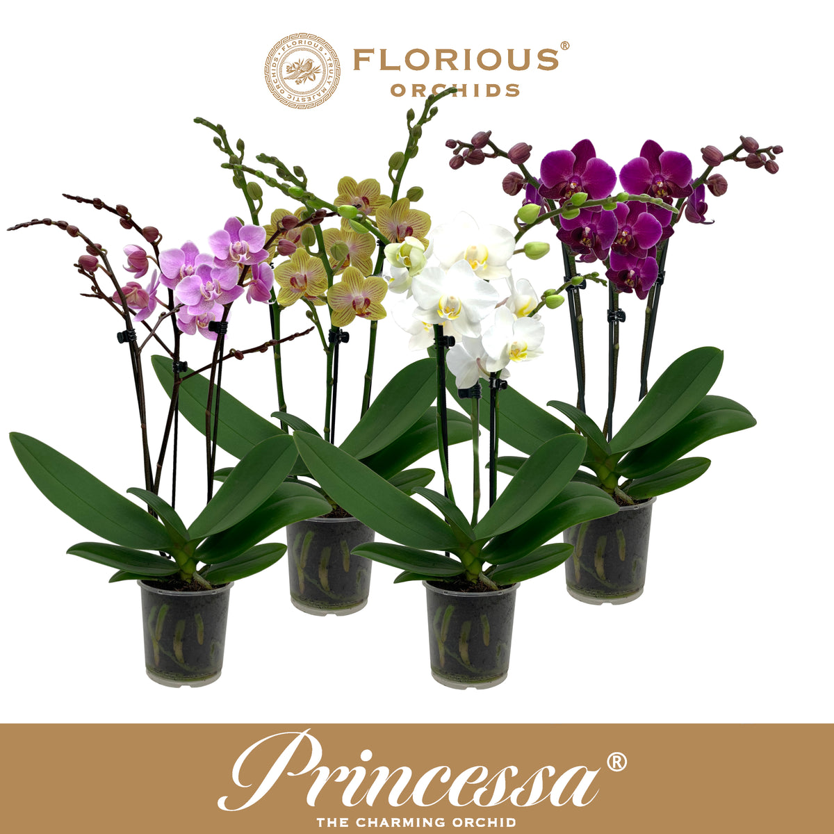 Phalaenopsis mix 40cm 9cm Pot