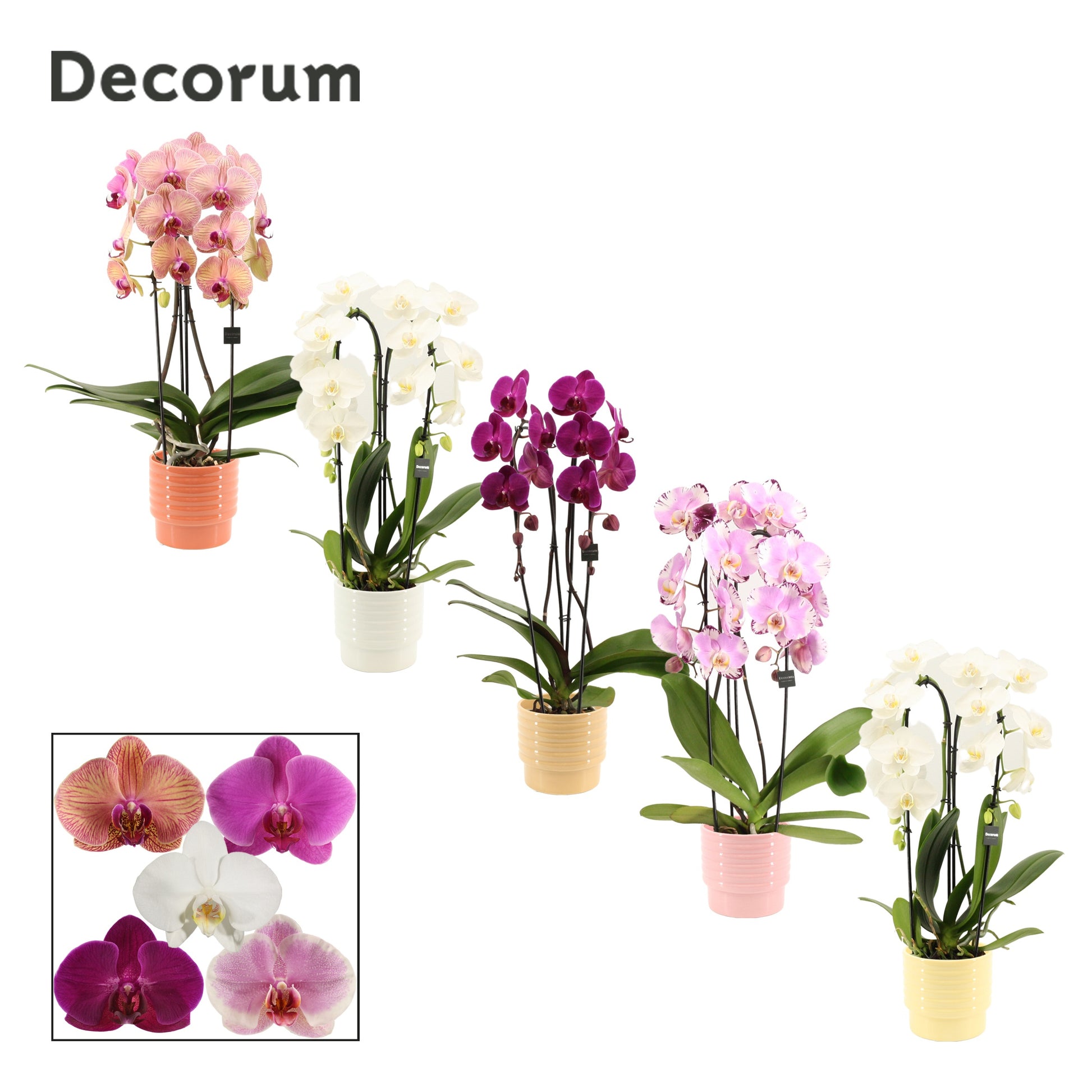 Phalaenopsis mix 55cm 12cm Pot