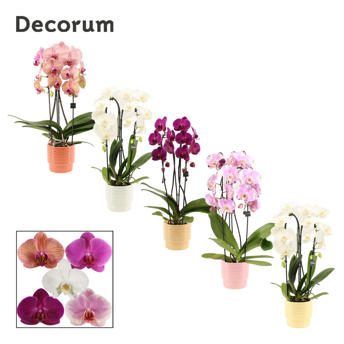 Phalaenopsis mix 55cm 12cm Pot