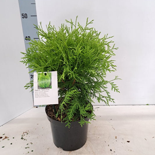 Thuja occidentalis Danica 40cm 19cm Pot