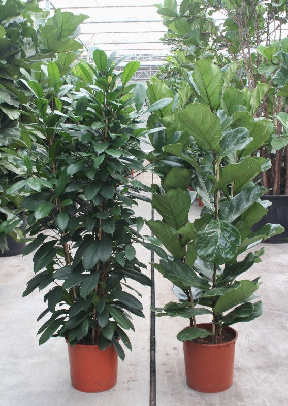 Ficus mix 180cm 34cm Pot