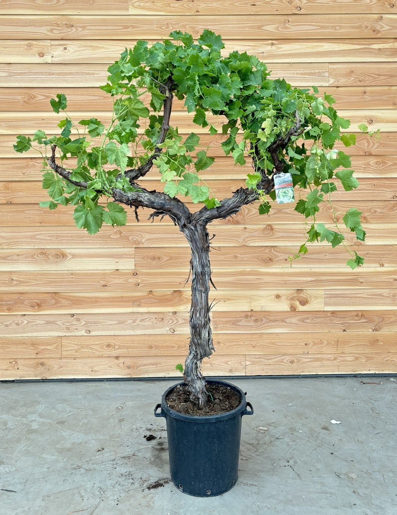 Vitis vinifera (White Grape) 250cm 50cm Pot