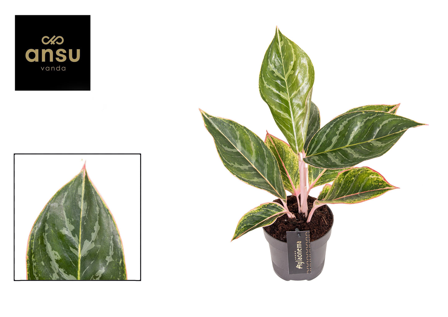 Aglaonema Hybrid 40cm 12cm Pot