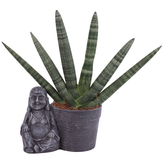 Sansevieria cyl. Handshake 45cm 21cm Pot
